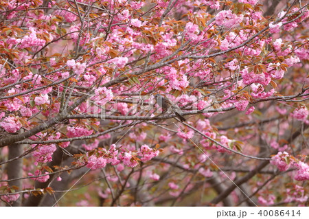 ボタン桜とヒヨドリ、風土記の丘 40086414