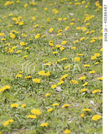 たんぽぽ 40086487