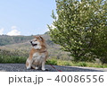 柴犬と蒜山。 40086556