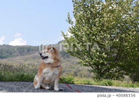 柴犬と蒜山。 柴犬と蒜山。 40086556