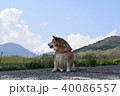 柴犬と蒜山。 40086557