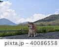 柴犬と蒜山。 40086558