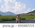 柴犬と蒜山。 40086559