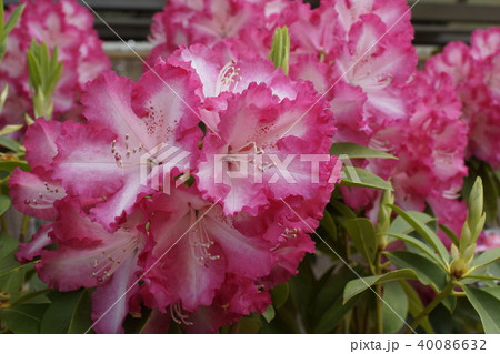 シャクナゲ　桃色 40086632