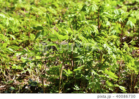 植物 鬱陵郡 慶北 40086730