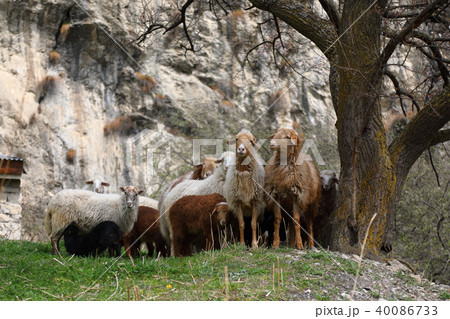 A herd of sheep grazing 40086733