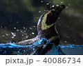 ペンギン。 40086734