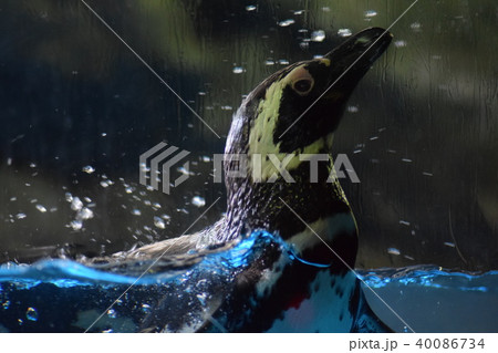 ペンギン。 40086734