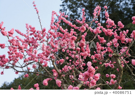 八重寒紅梅 八重寒紅梅 40086751