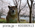 柴犬と桜。 40086913