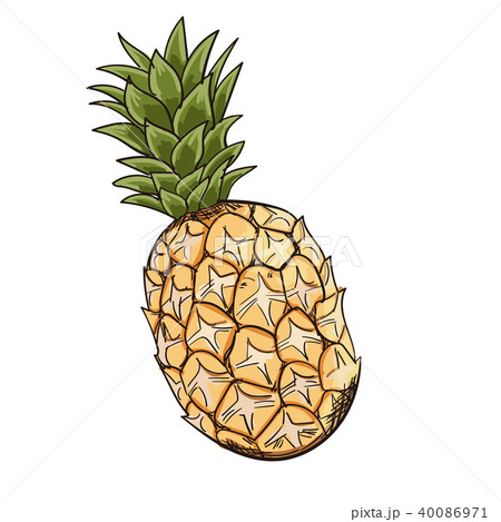 パイナップル　ベクターイラスト  40086971
