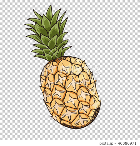 パイナップル　ベクターイラスト  40086971