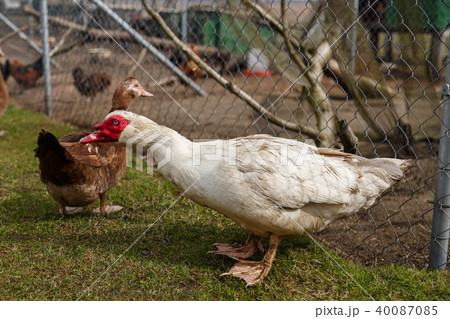 Musky duck in the cage 40087085