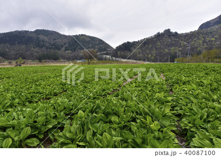 風景 植物 成枝 40087100