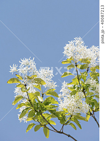 なんじゃもんじゃの木 なんじゃもんじゃの木 40087213