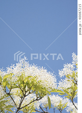 なんじゃもんじゃの木 なんじゃもんじゃの木 40087215