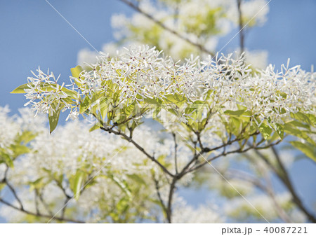 なんじゃもんじゃの木 なんじゃもんじゃの木 40087221