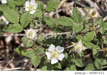 野いちごの白い花の写真素材