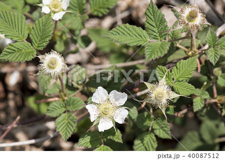 野いちごの白い花 40087512