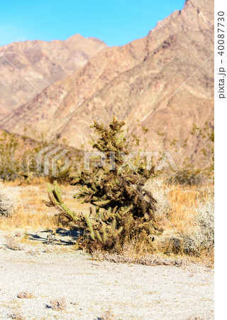 アメリカ・アンザボレゴ砂漠州立公園のサボテン アメリカ・アンザボレゴ砂漠州立公園のサボテン 40087730