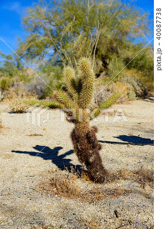 アメリカ・アンザボレゴ砂漠州立公園のサボテン 40087738