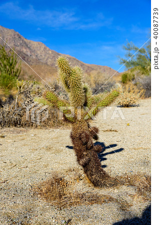 アメリカ・アンザボレゴ砂漠州立公園のサボテン 40087739