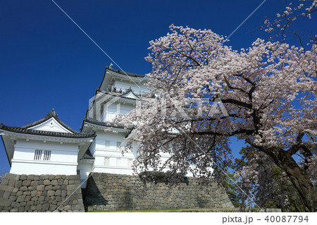 小田原城とサクラ 40087794