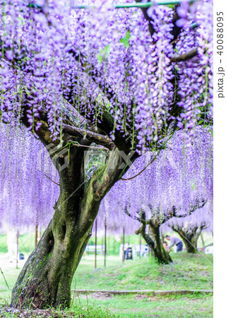 白毫寺　九尺ふじ 40088095