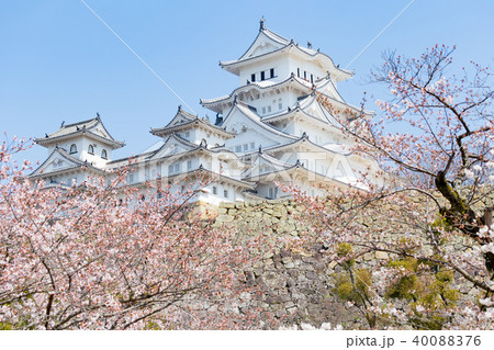 桜と青空と姫路城大天守閣 桜と青空と姫路城大天守閣 40088376