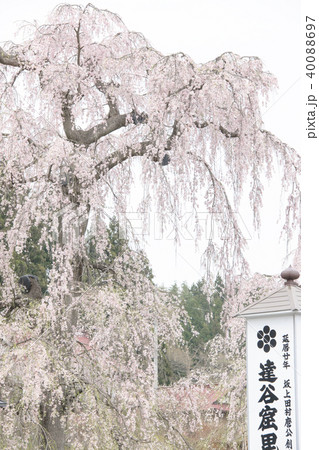 達谷窟毘沙門堂の桜 岩手県 達谷窟毘沙門堂の桜 岩手県 40088697