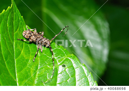 ナガゴマフカミキリ 40088698