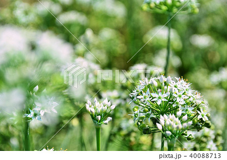 花畑 チャイブ 浅葱 40088713