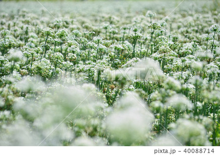 花畑 チャイブ 浅葱 40088714