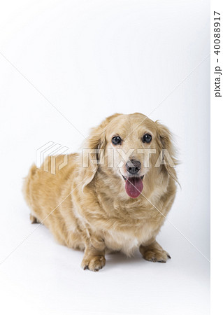 ミニチュアダックス ダックスフンド 小型犬 スタジオ撮影の写真素材