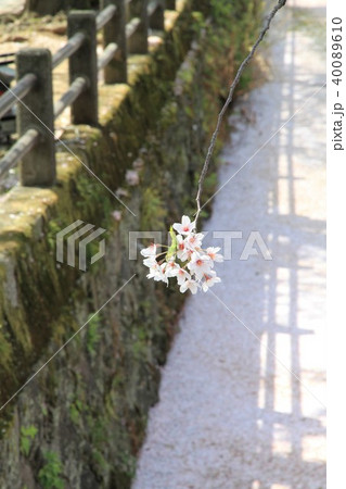 神奈川県小田原市　小田原城　お堀　桜の花 40089610