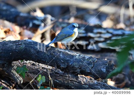 薬師池公園の野鳥 薬師池公園の野鳥 40089996