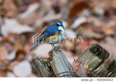 薬師池公園の野鳥 薬師池公園の野鳥 40090002