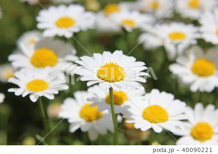 マーガレット 40090221