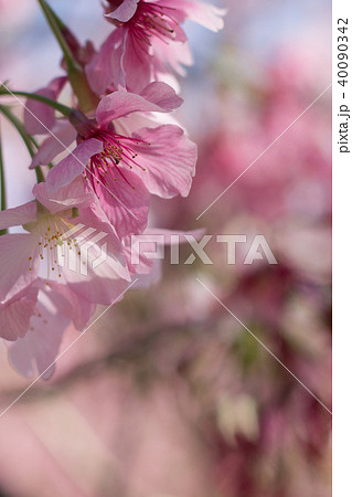 桜 さくら サクラ 40090342