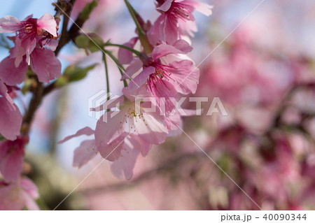 桜 さくら サクラ 40090344