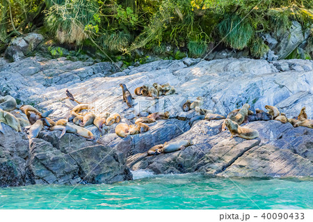 オタリアの群れ 40090433