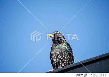 快晴の下の屋根にたたずむ黄色いくちばしの鳥の写真素材