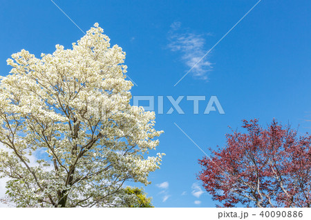 満開のハナミズキ 満開のハナミズキ 40090886