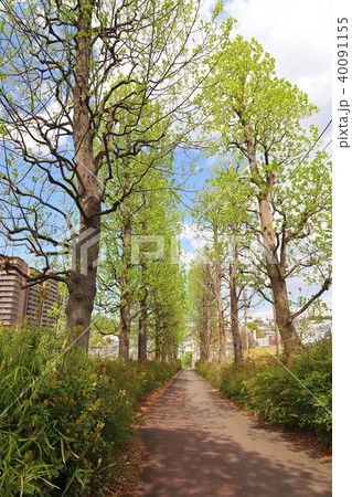 新百合ヶ丘万福寺2丁目のユリノキ並木の新緑 新百合ヶ丘万福寺2丁目のユリノキ並木の新緑 40091155