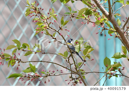 シジュウカラ・桜 シジュウカラ・桜 40091579