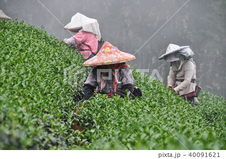 農耕 農業 お茶の葉 40091621