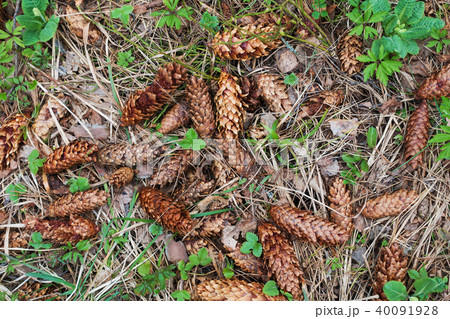 Nature background, first plants after winter.  40091928