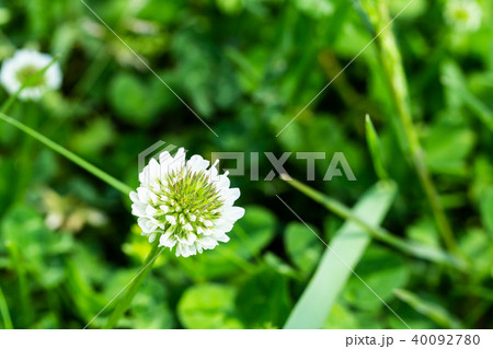 シロツメクサの花。 40092780