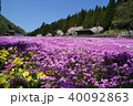 芝桜1 40092863