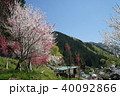 花桃の木 40092866